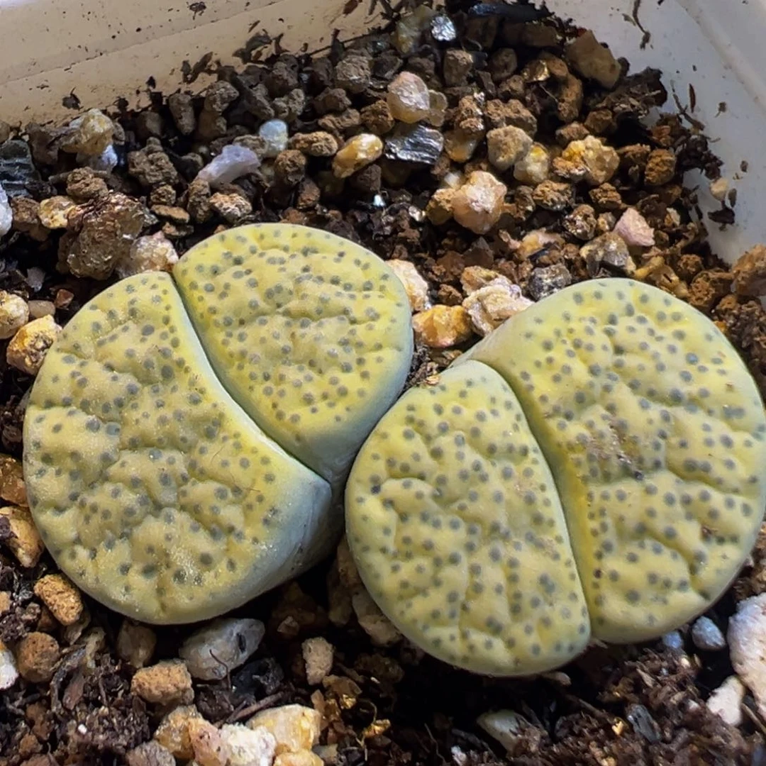 13多肉植物微纹玉