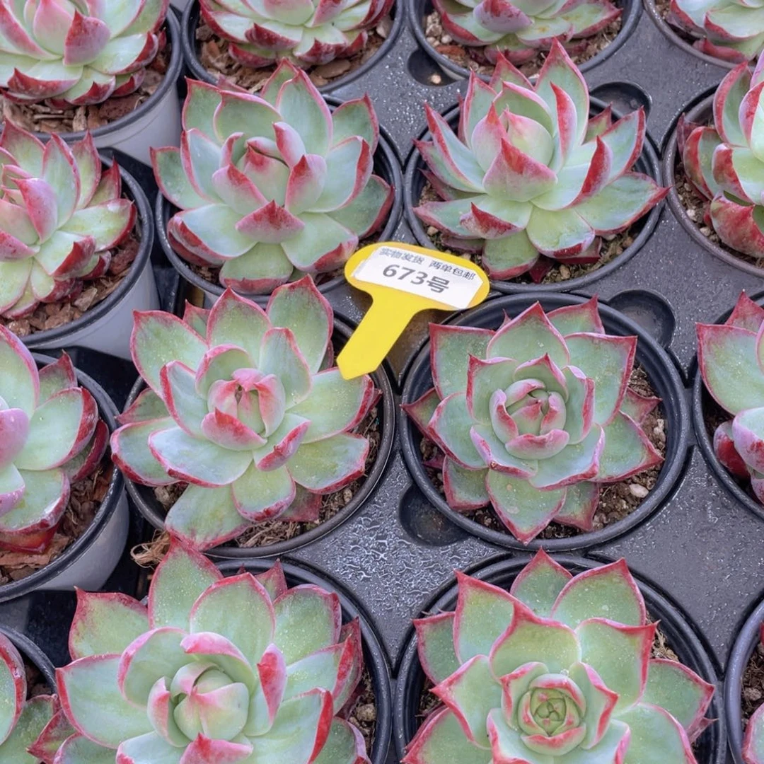 673号 宽叶惊鸿仙子单头一个