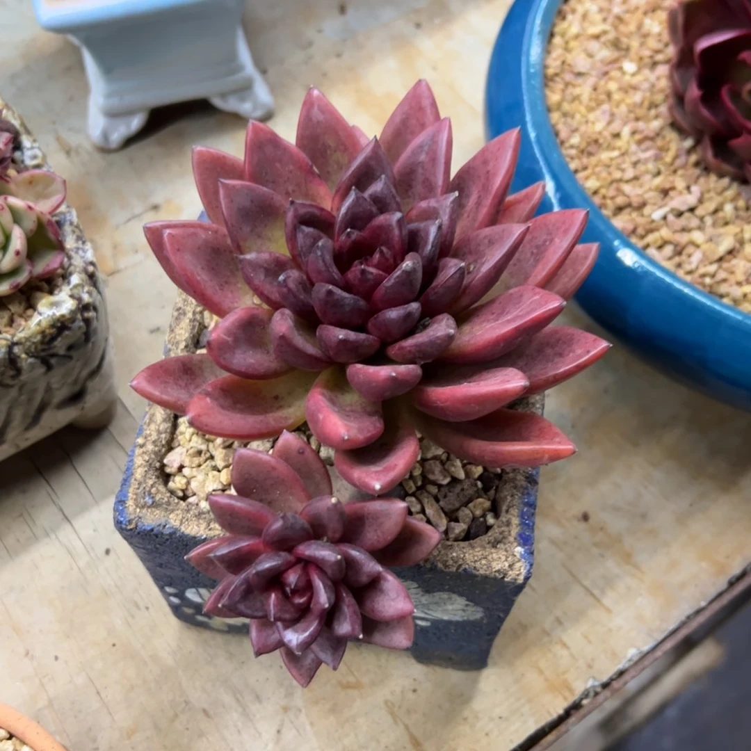 丰沛玫瑰22.8 零零多肉植物