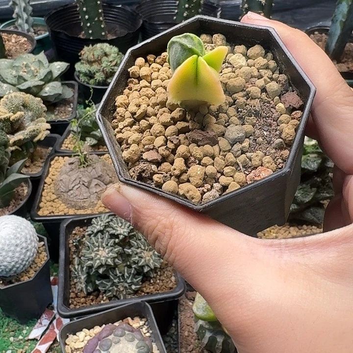 2号栾凤玉锦实生2.2公分