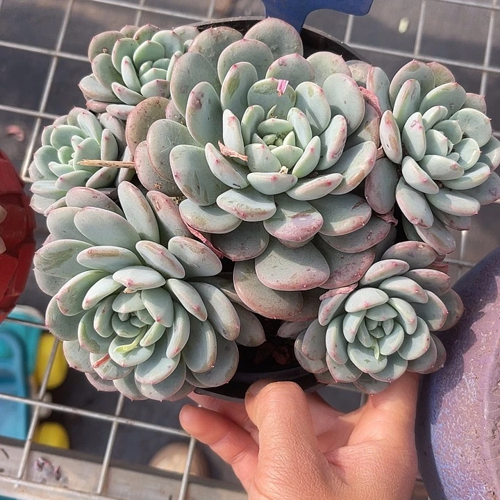 两单包邮，一物一拍42玉芙蓉