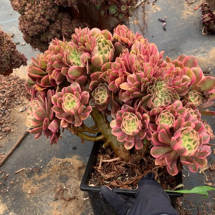 咔**响洛神朵朵脱土发货啊