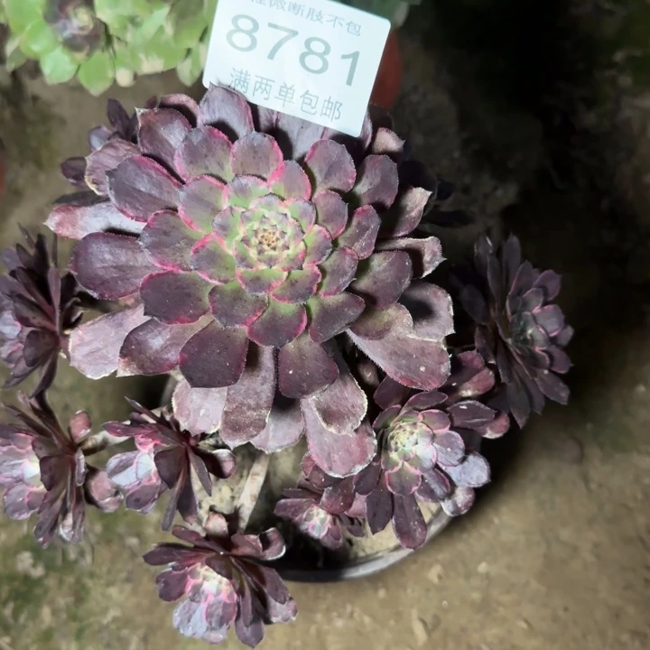 8781黑金刚多肉植物