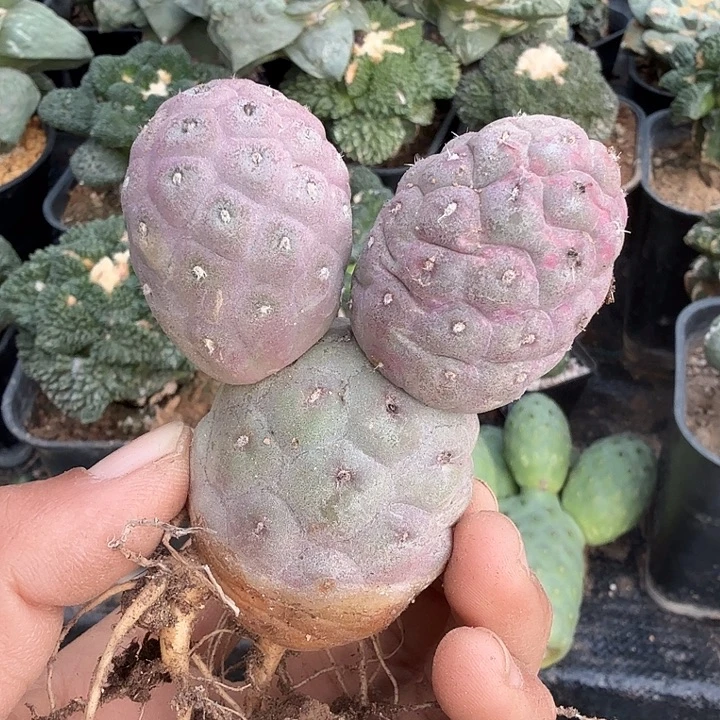 无花朵落地紫皮鹅蛋习三头