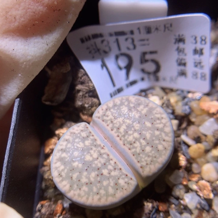 精品生石花313.195白朝贡