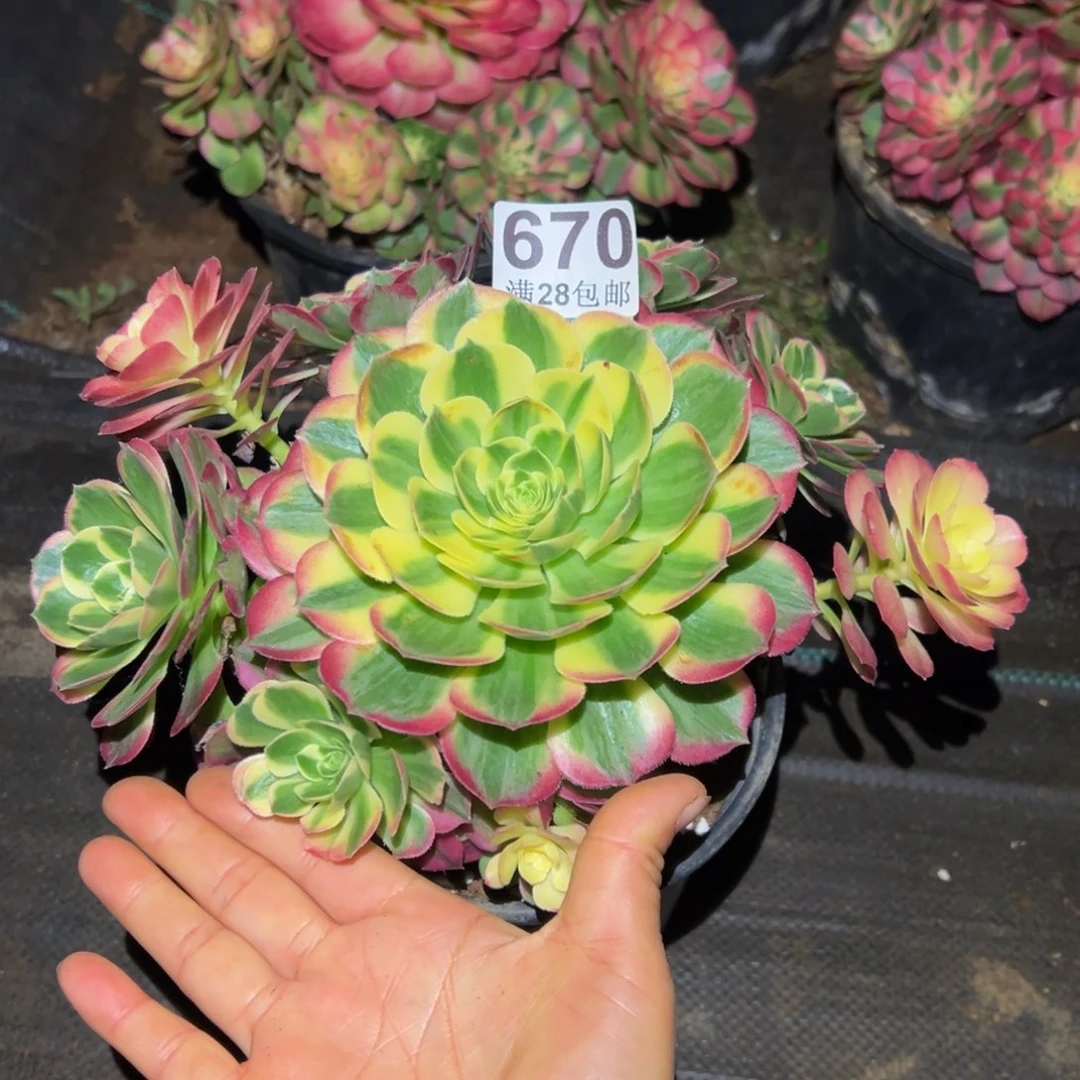 多肉植物670海仙的