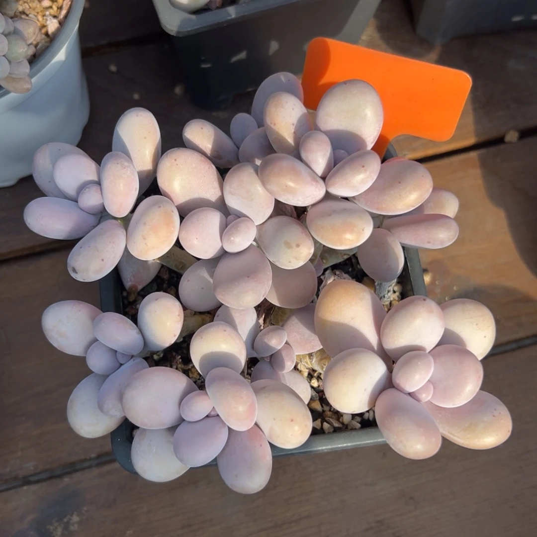 原始奶酪1111111111111111