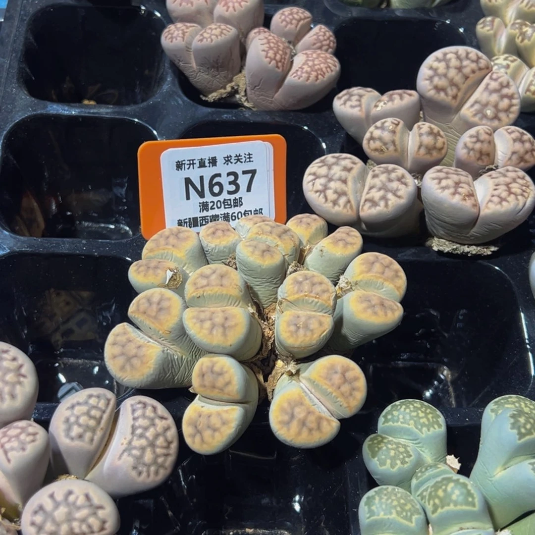 ᴍ***.637 一物一拍，默认有伤，介意勿拍，不退不换