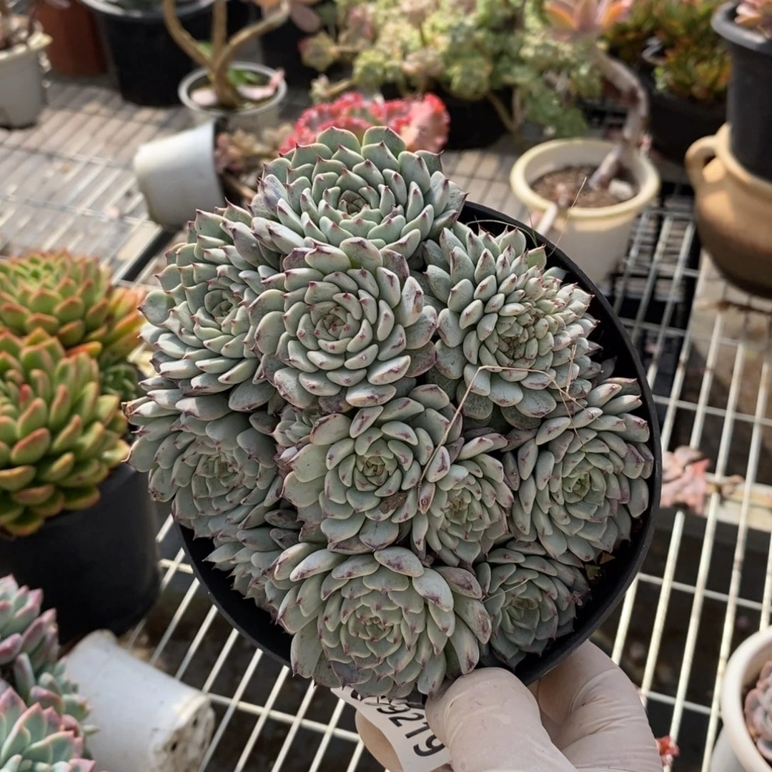 09219纸风车缀化一物一拍