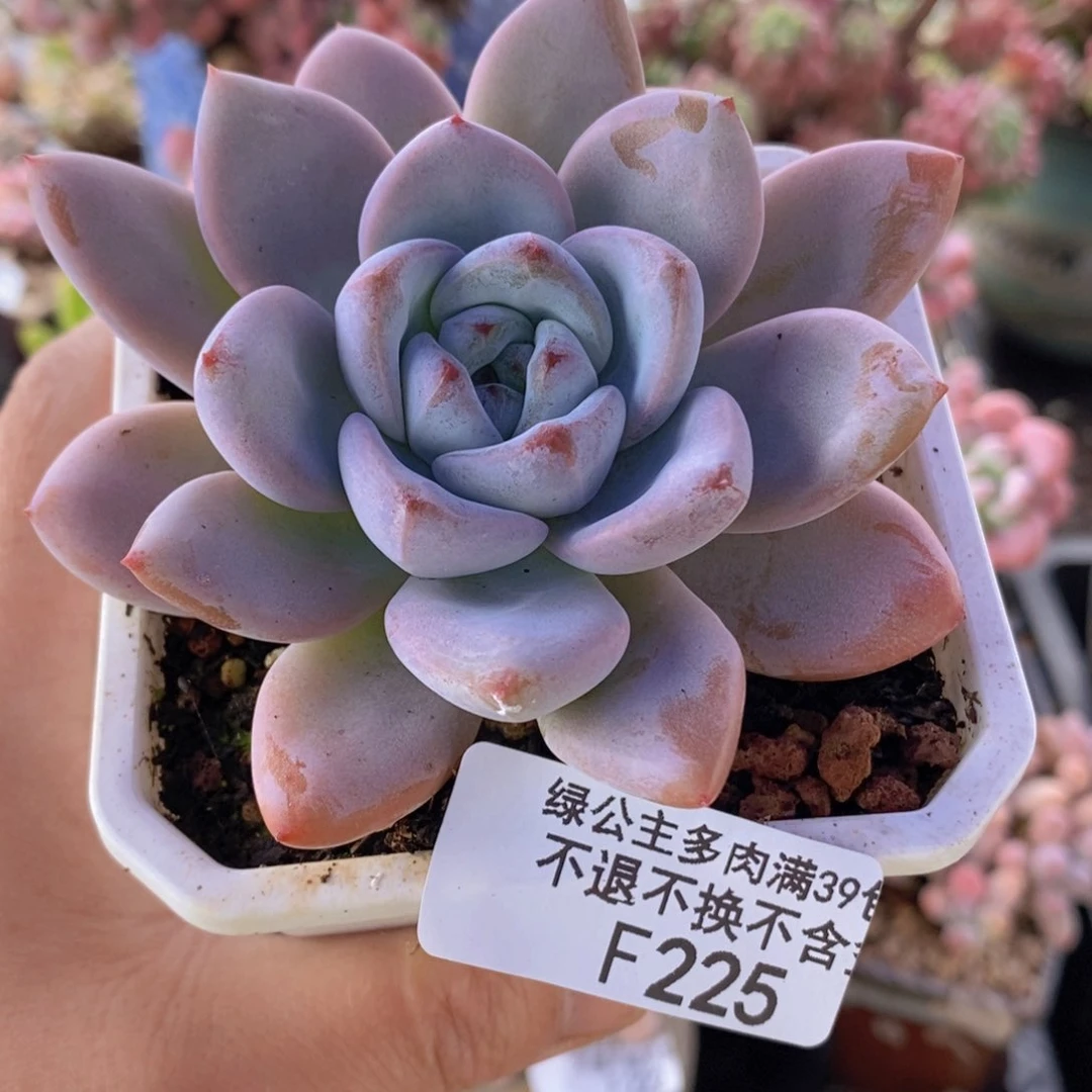 奥普8cm225多肉植物
