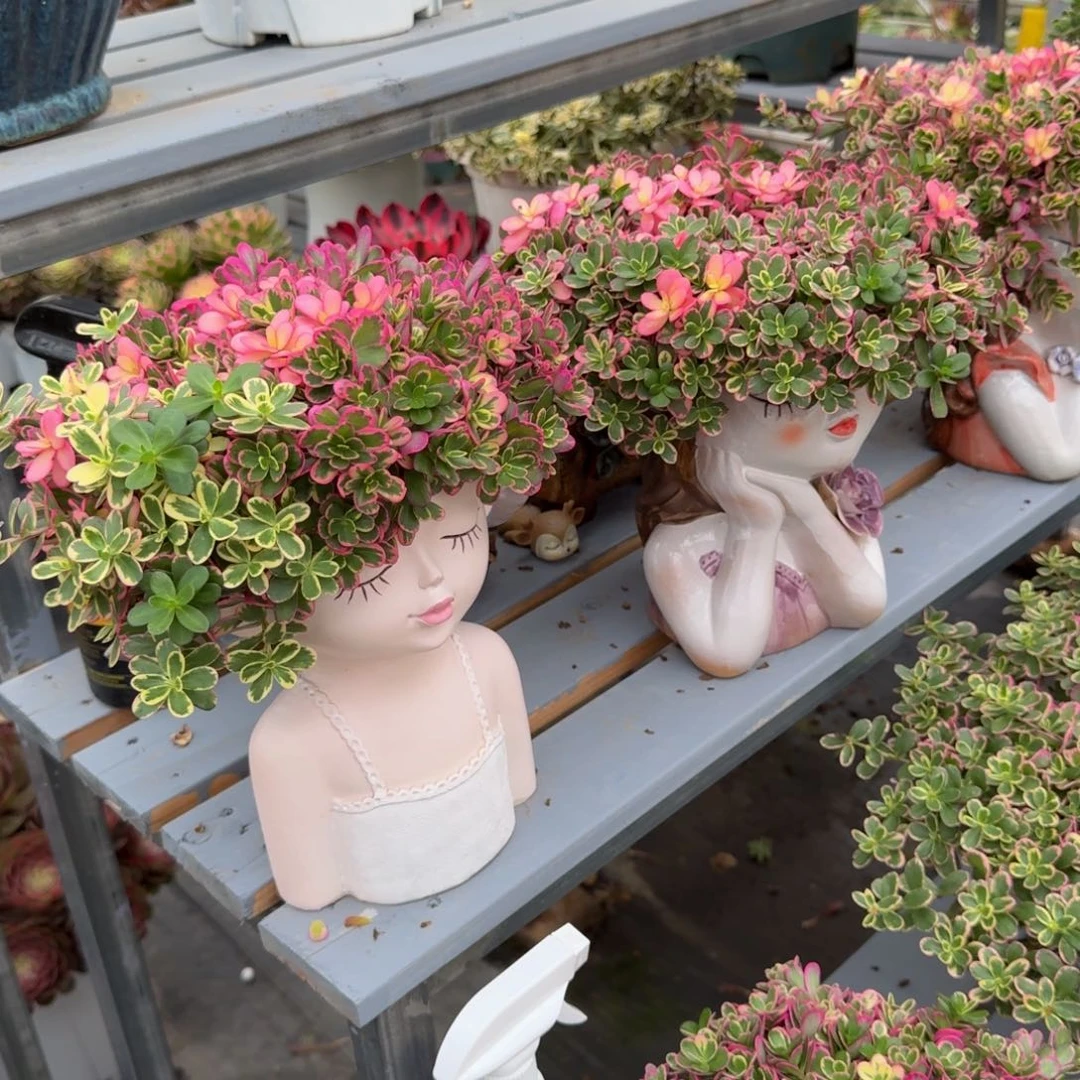 L***琳多肉植物太阳花锦福袋