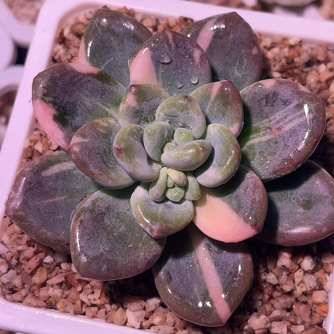 尚品园艺福利洛神彩锦