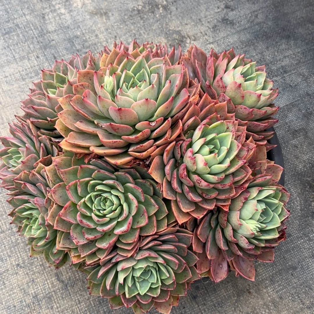 多肉植物多肉植物