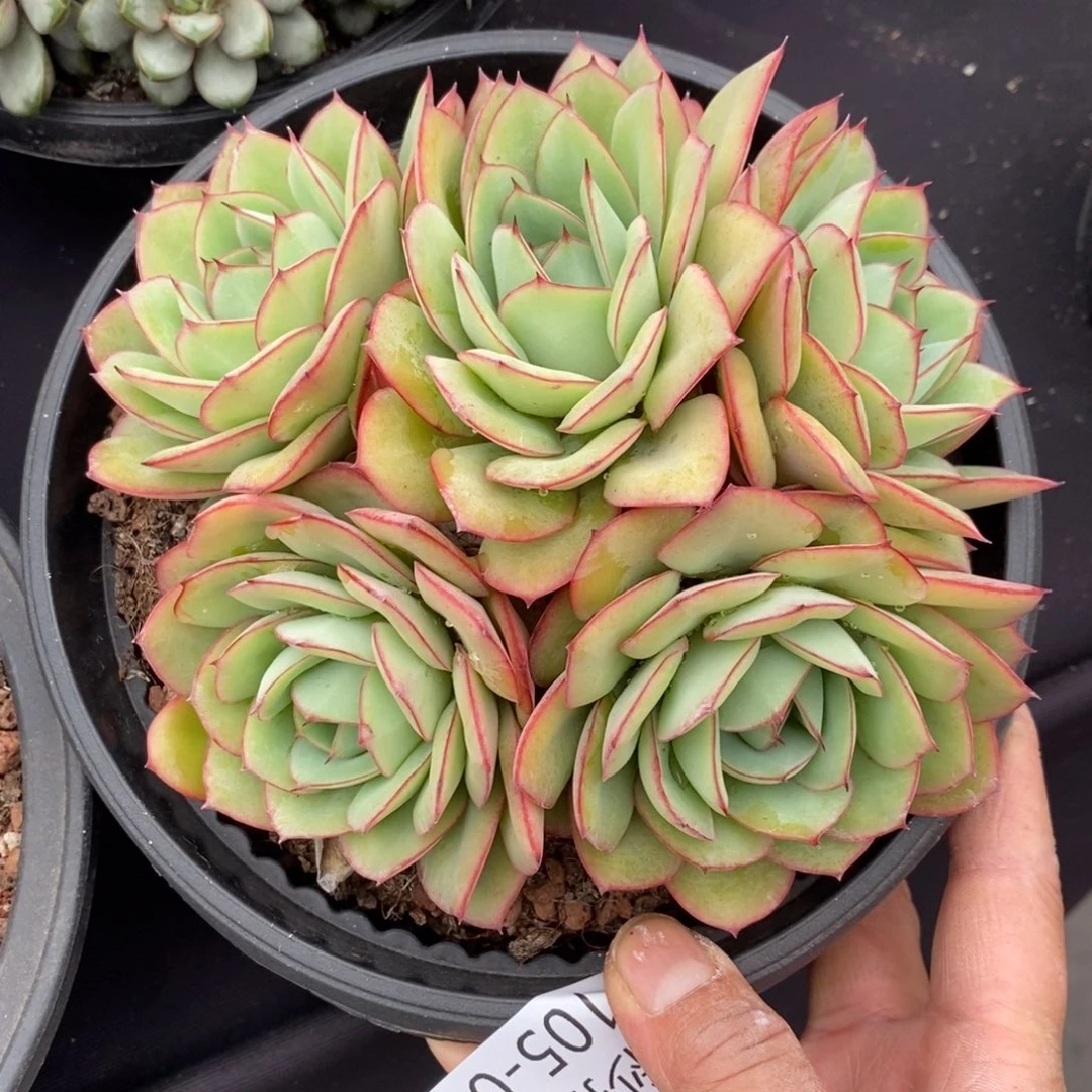 两单包邮1105-76牡丹亭