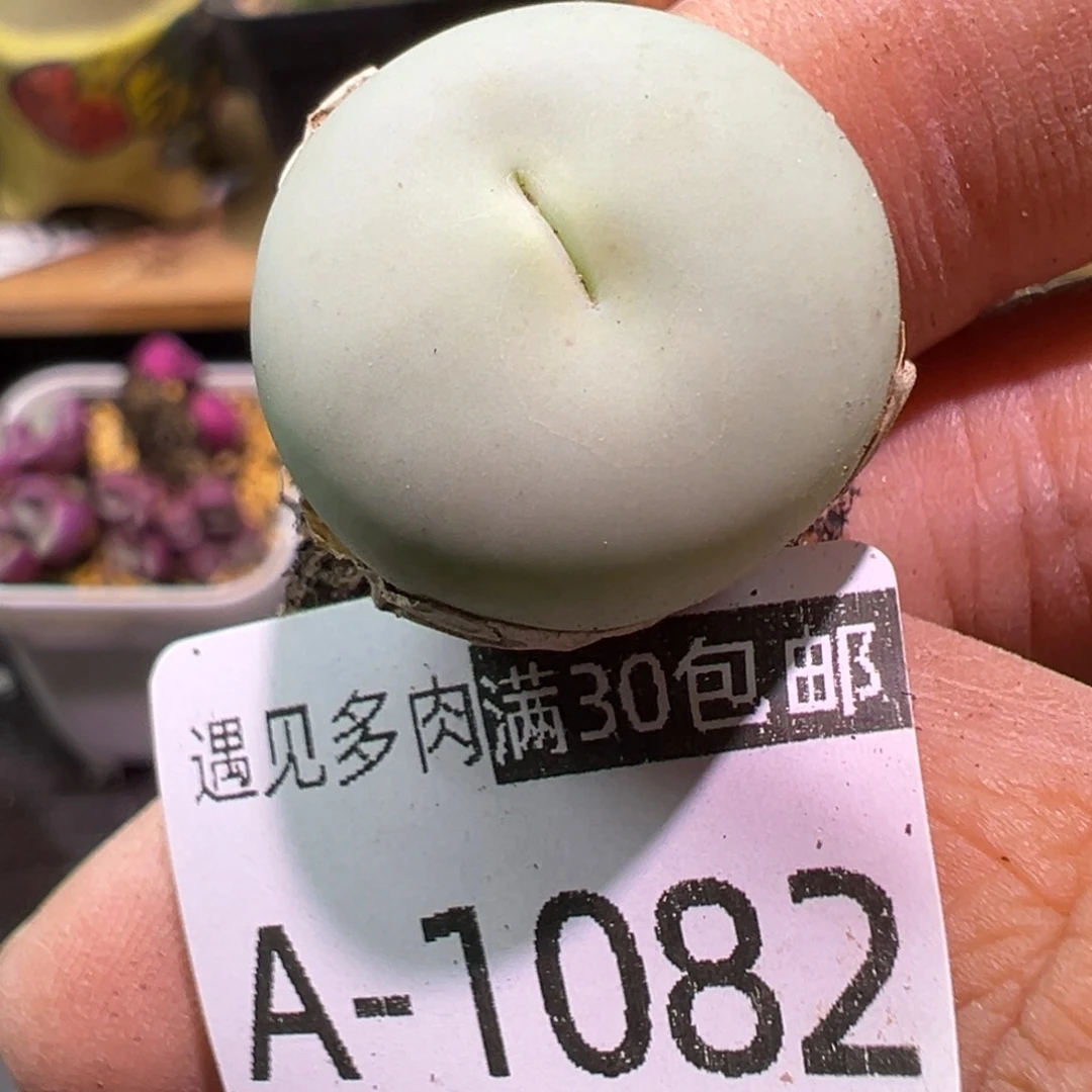 多肉植物111111111111