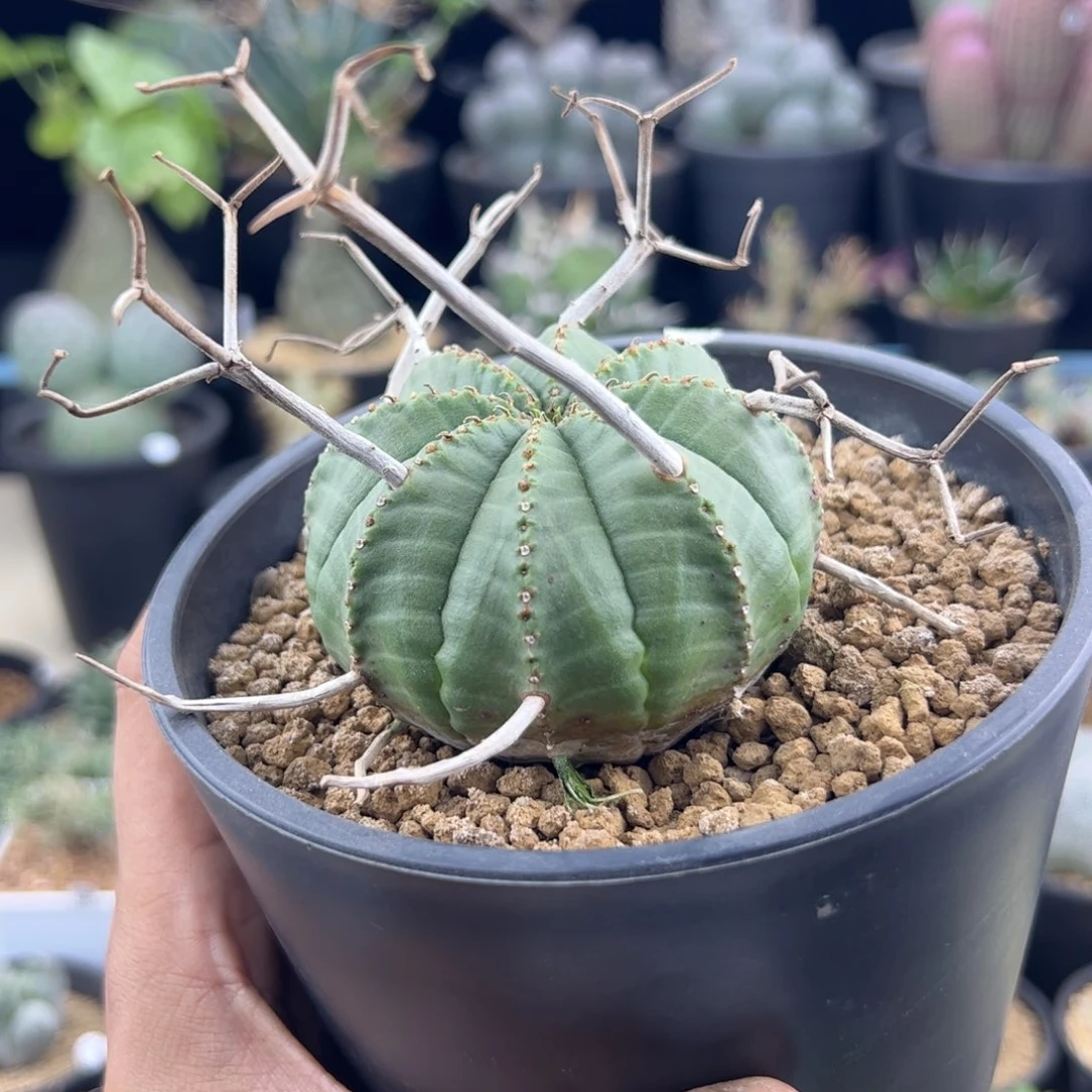 法丽达实生6.7一物一拍