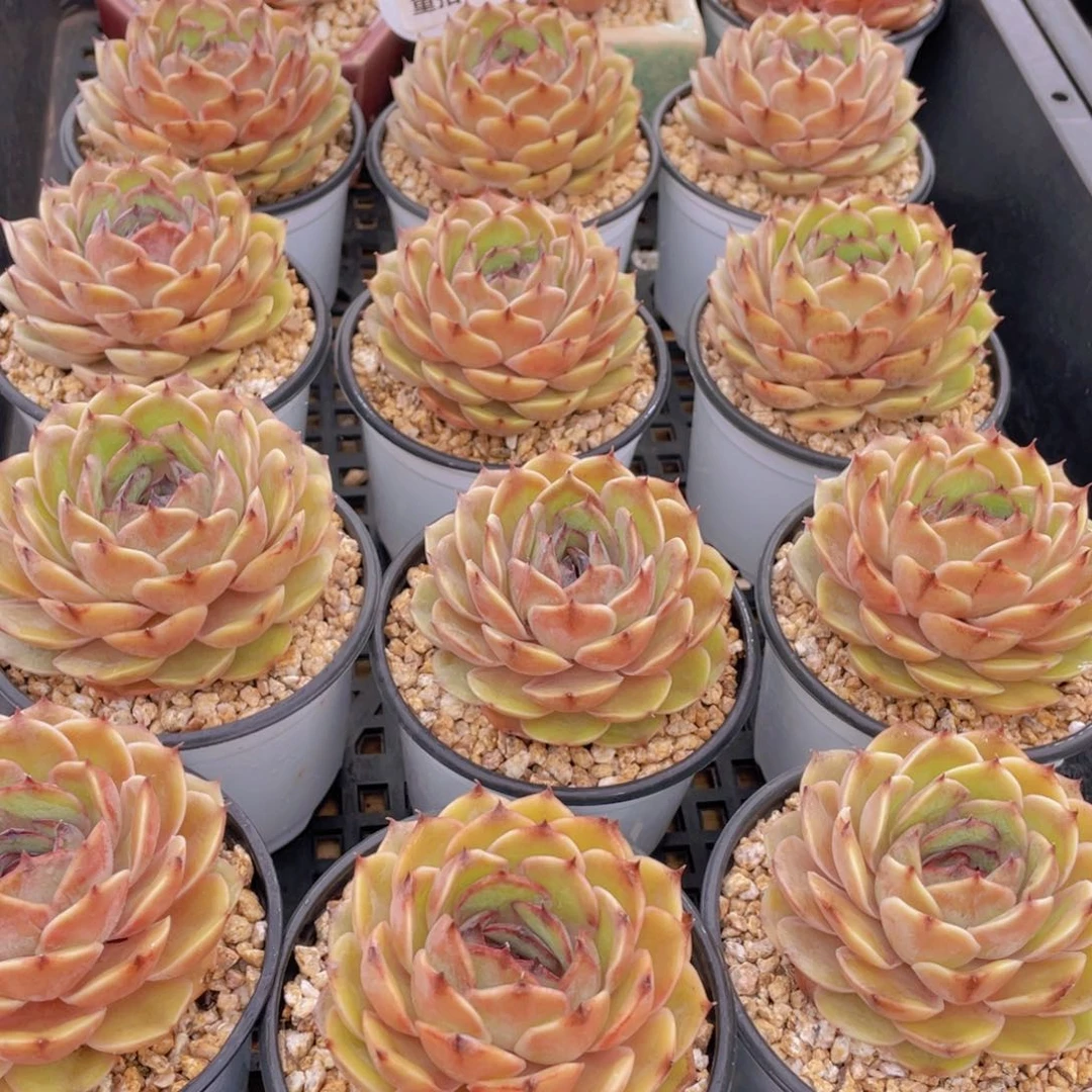 量拍40号 糖心昂斯诺大单头一个