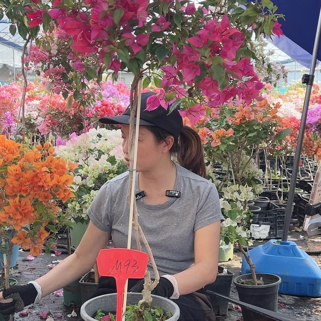 拥***生大部分花苞少量开放M93酒红桑巴