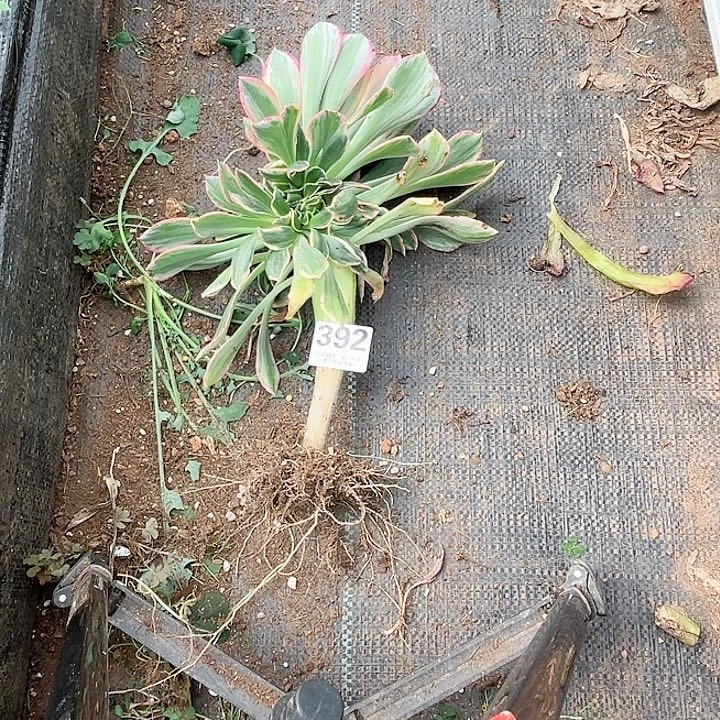 392多肉植物、灿烂缀化