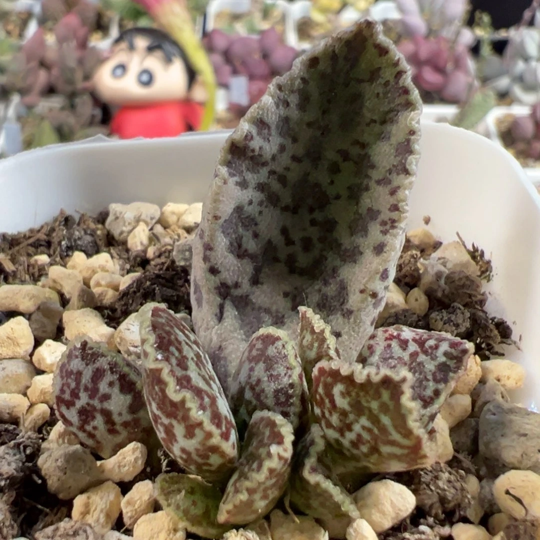 无花朵特价皱叶马蛋多肉母叶可能会消耗