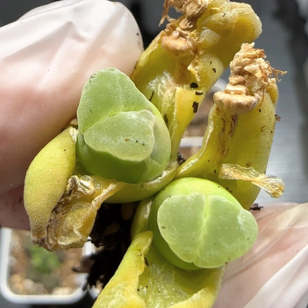 3.19。.84极窗风铃。 5015