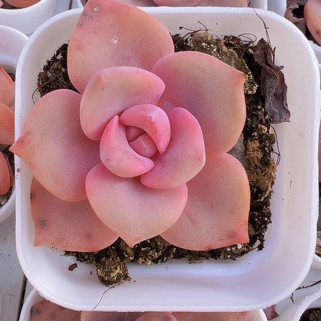 彩虹糖2颗多肉植物