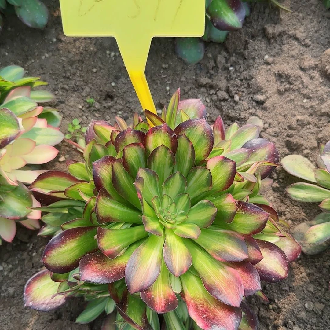 朵*2-399---多头多肉植物