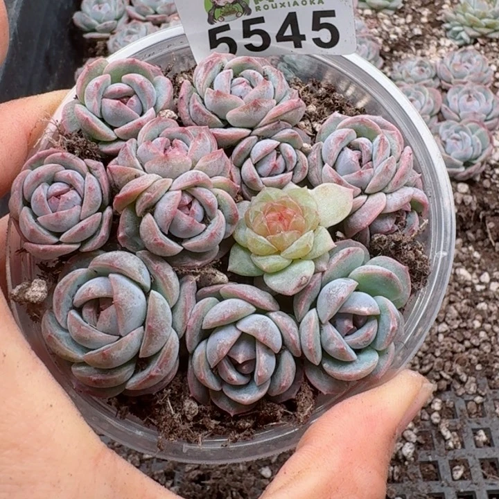 多肉植物多肉植物