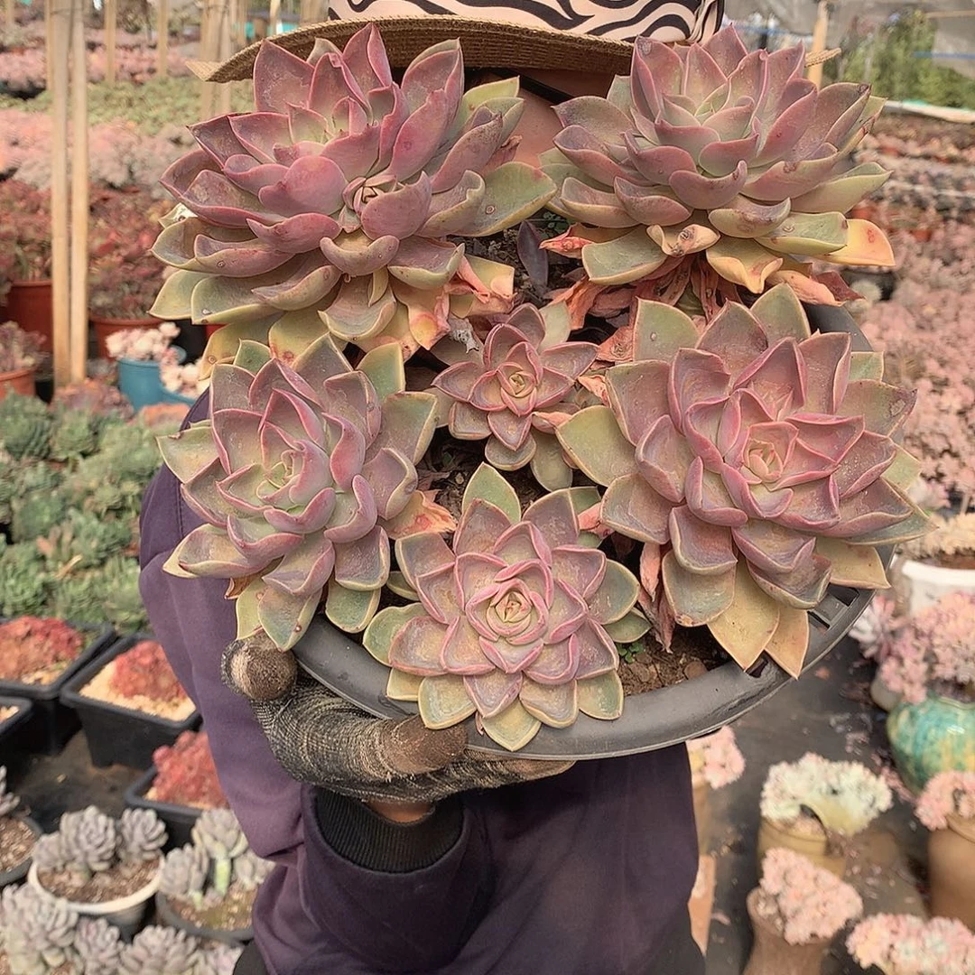 紫气东来20米 年底福利