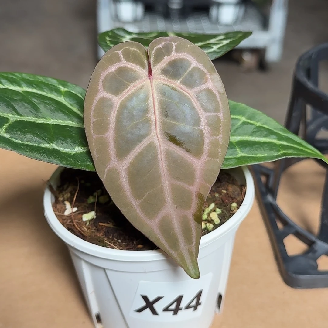 完全开放X44紫水晶杂