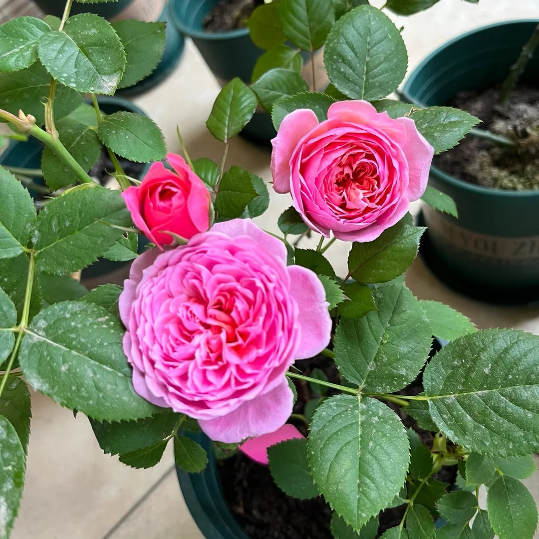 【铃之妖精】云南精选盆栽地栽月季多季节重复开花