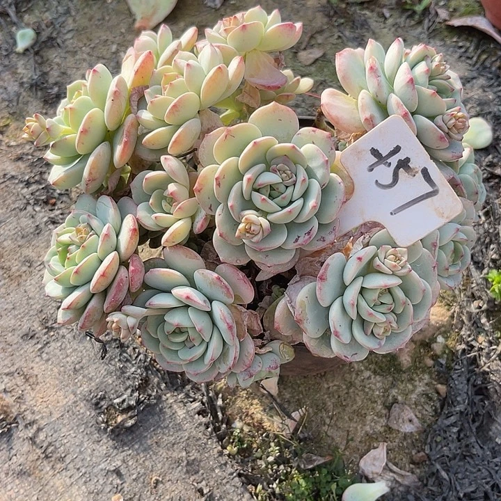 两单包邮，一物一拍57香草