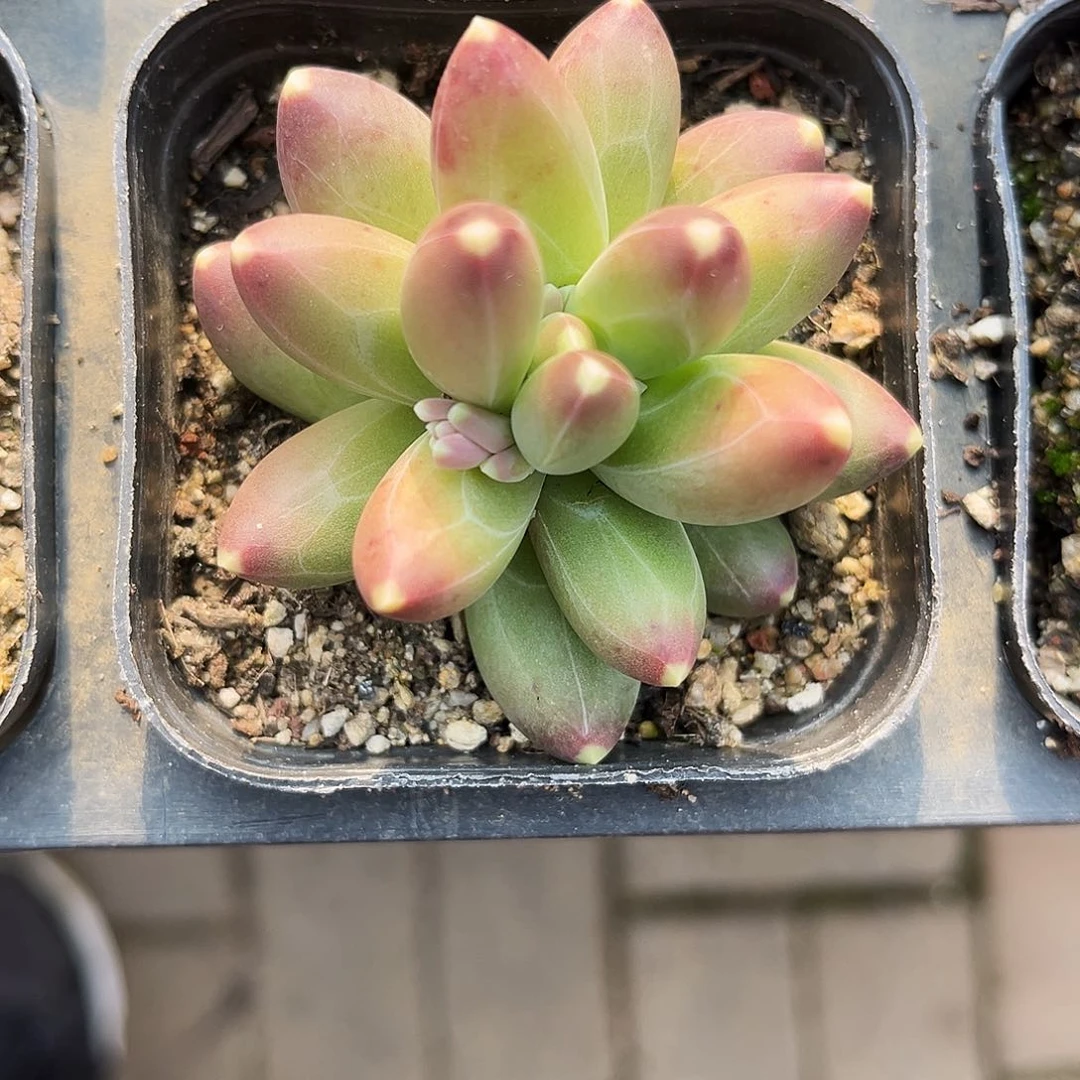 d****6382多肉植物提取萃取剂系列