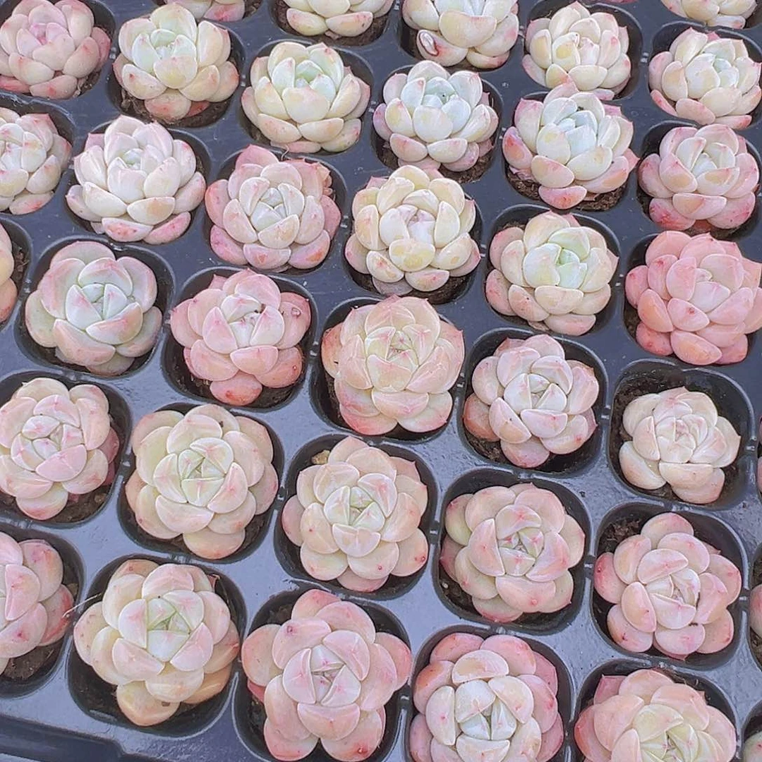 冰玉杂苗3个多肉植物