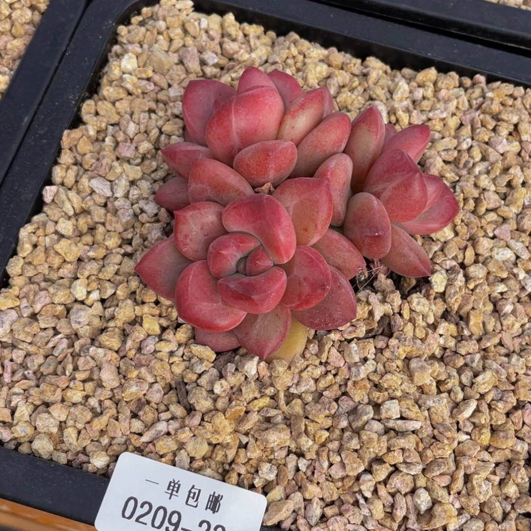 0209-23-赫菲斯托。。。。。