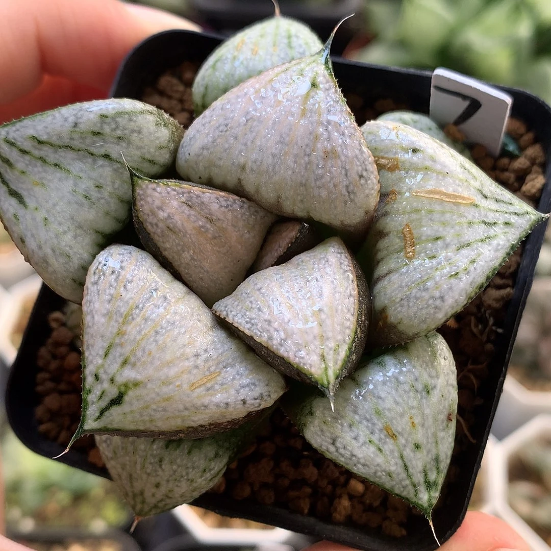 武士红青蟹带盆土发货