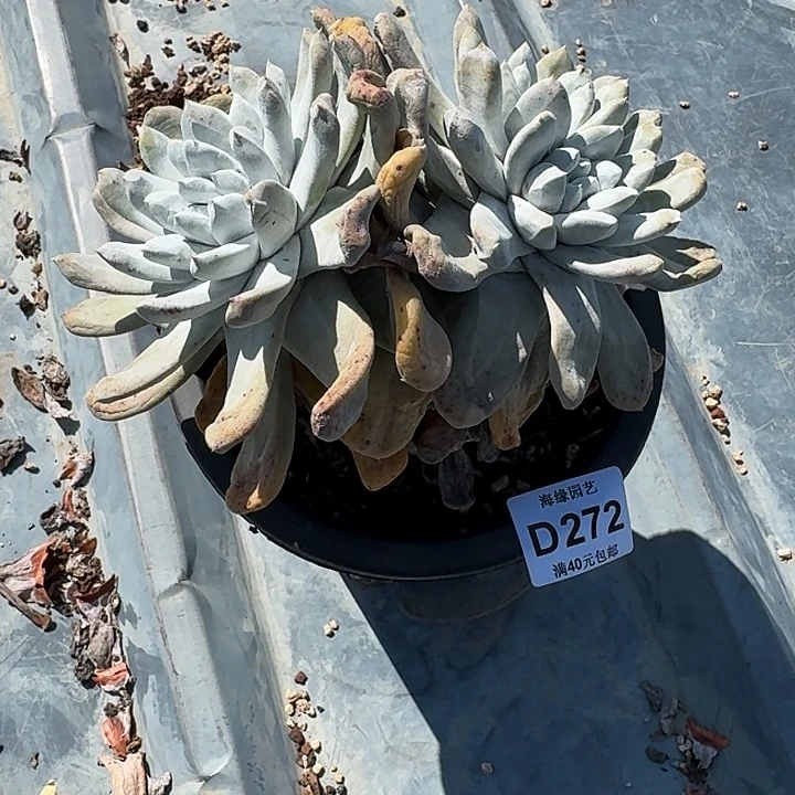 迷***.拇指仙女杯多肉植物