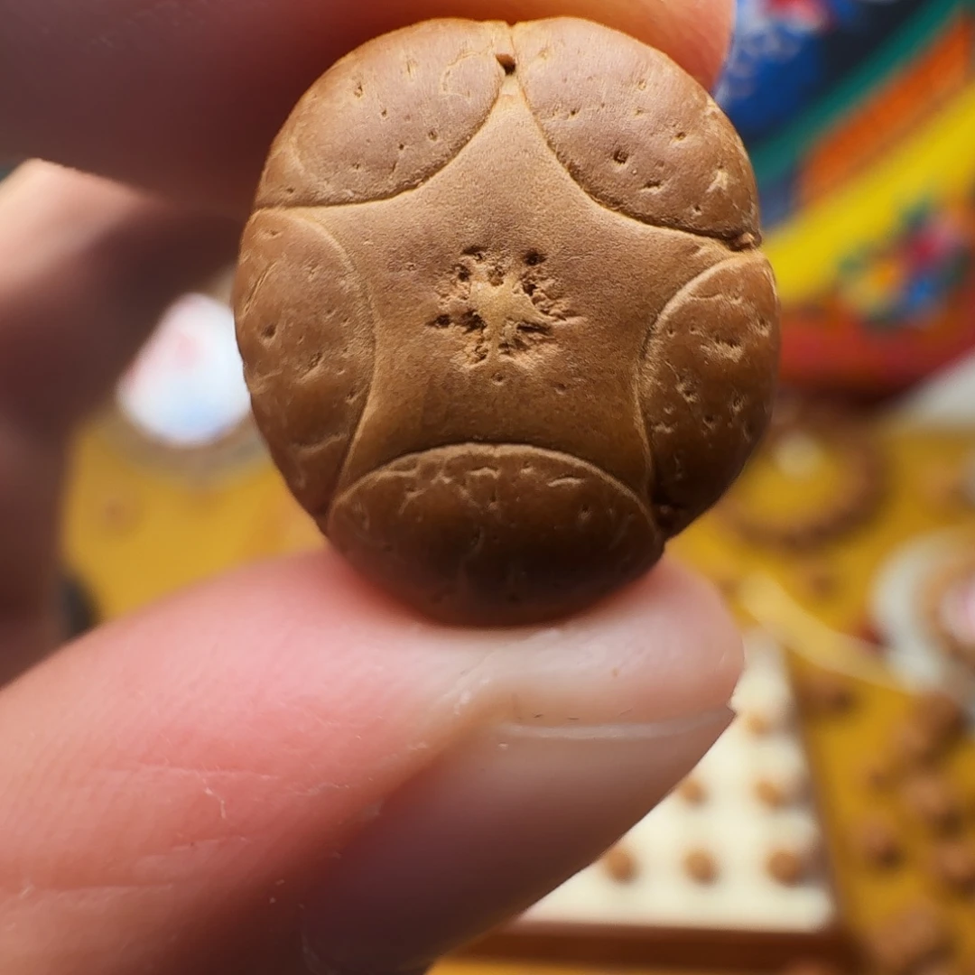 水****17+正五星单籽，一物一图