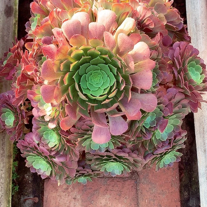 陌*圣洛拉多肉植物啊