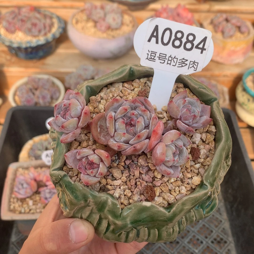 A0884 星影飘枝 五头 无砍 9cm