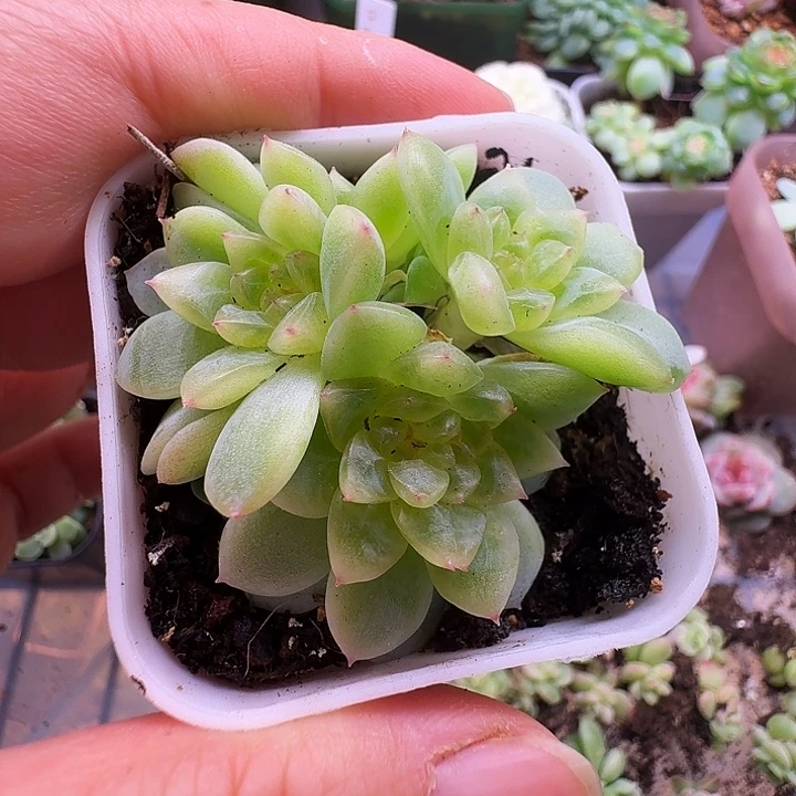 纸鸢甜心朵朵福利