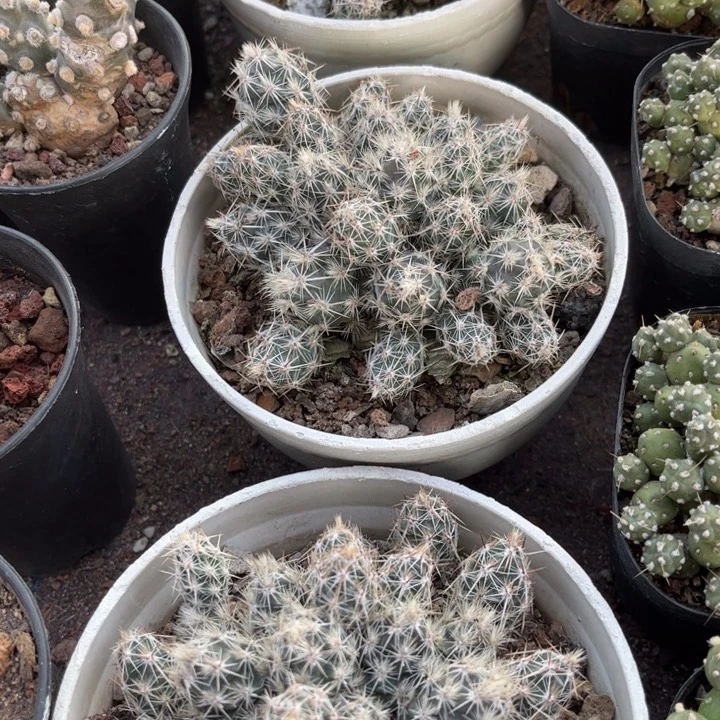 舞豆好养皮实好活