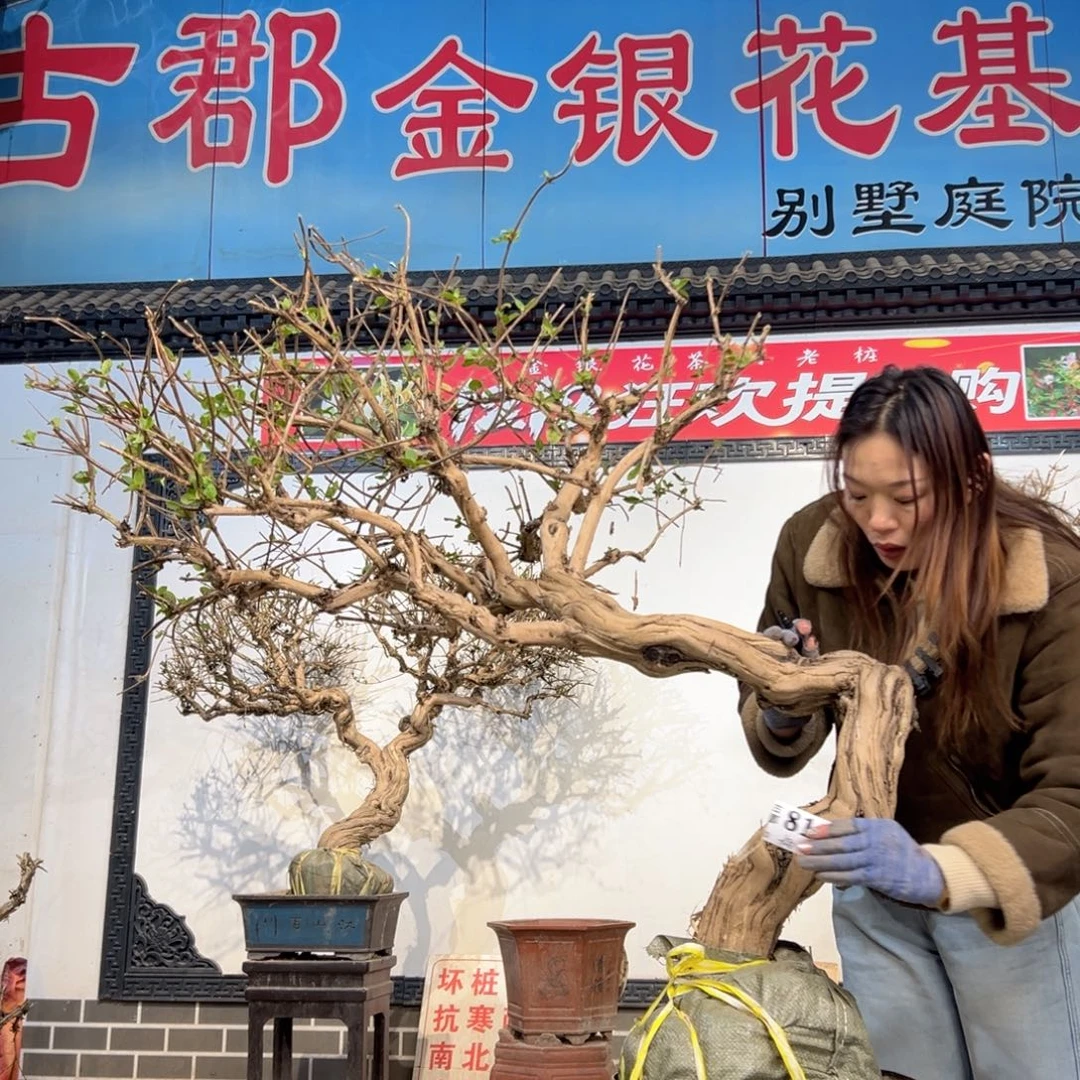 无花朵金银花888888888888888