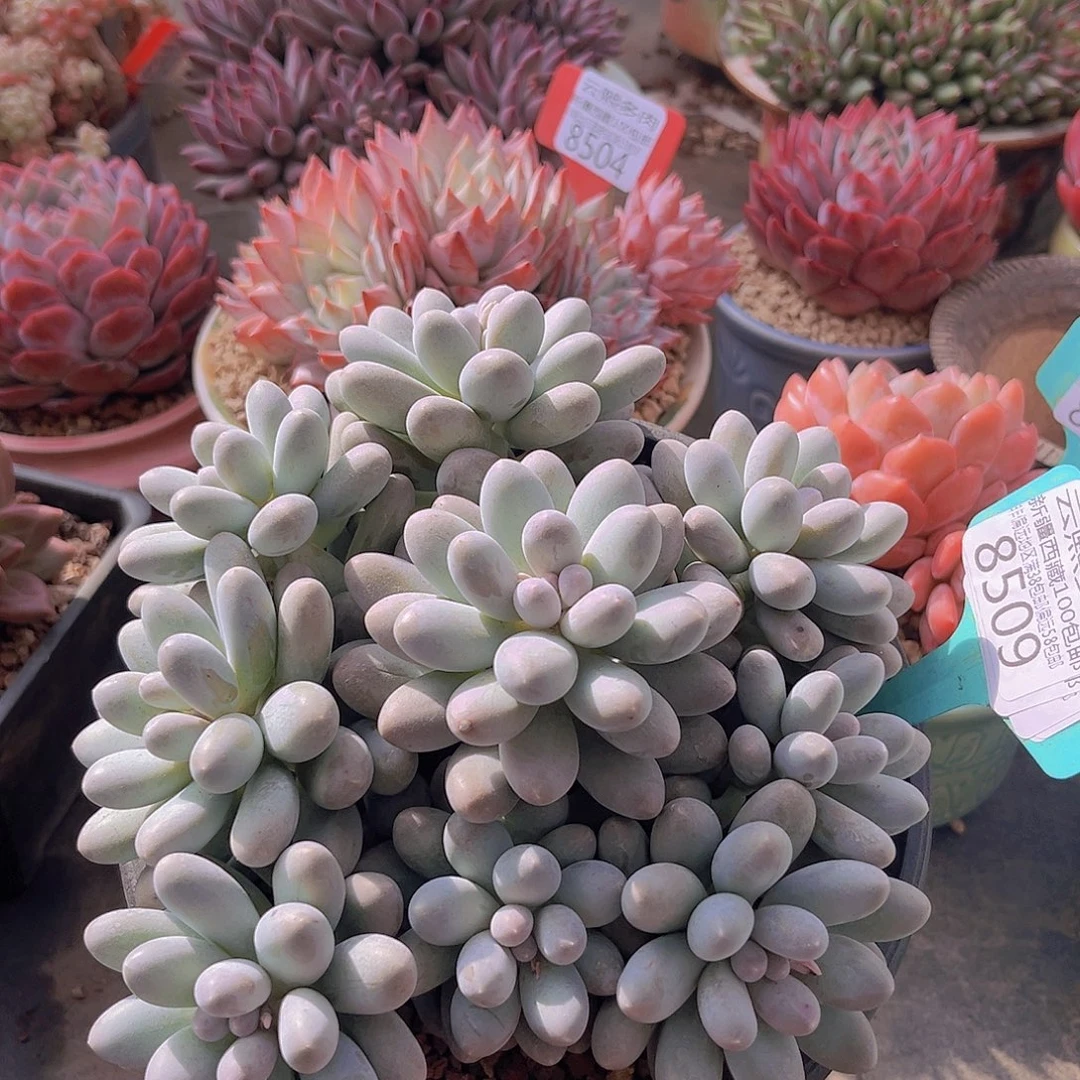 8509汤圆多肉植物一物一拍