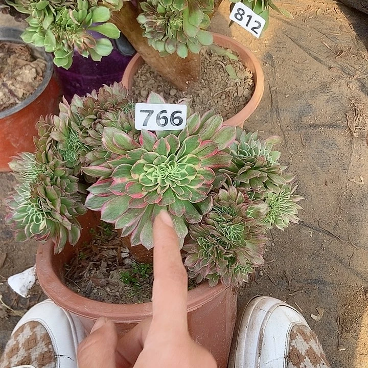 766海王老庄缀化有断指