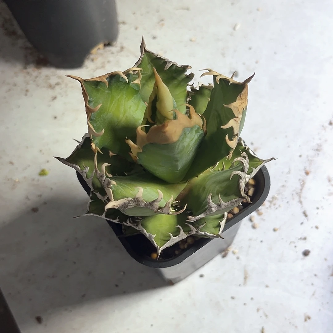 大**水龙舌兰红猫20