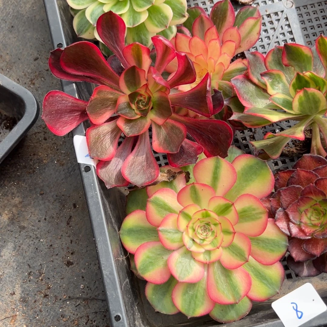 8框拍多肉嘻嘻嘻zi