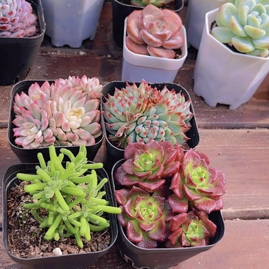 如图4盆11111111122333123