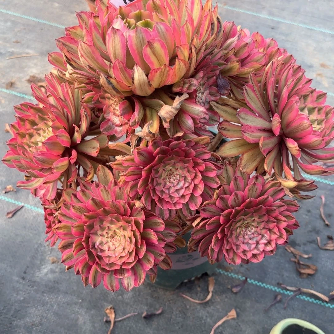 无花朵18粉黛变易多肉植物