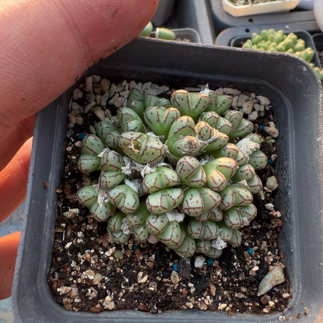 16-126肉锥多肉植物，